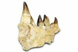 Fossil Mosasaur (Thalassotitan) Jaw Section with Teeth - Morocco #368247-4